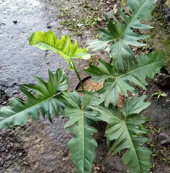 Philodendron Golden Dragon 2-4 Leaves (US Seller Philodendron Golden Dragon 2-4 Leaves)