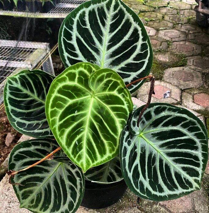 Anthurium Dorayaki Silver Small (US Seller Anthurium Dorayaki