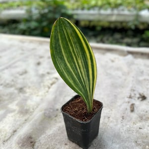 Sansevieria Forescate - Etsy