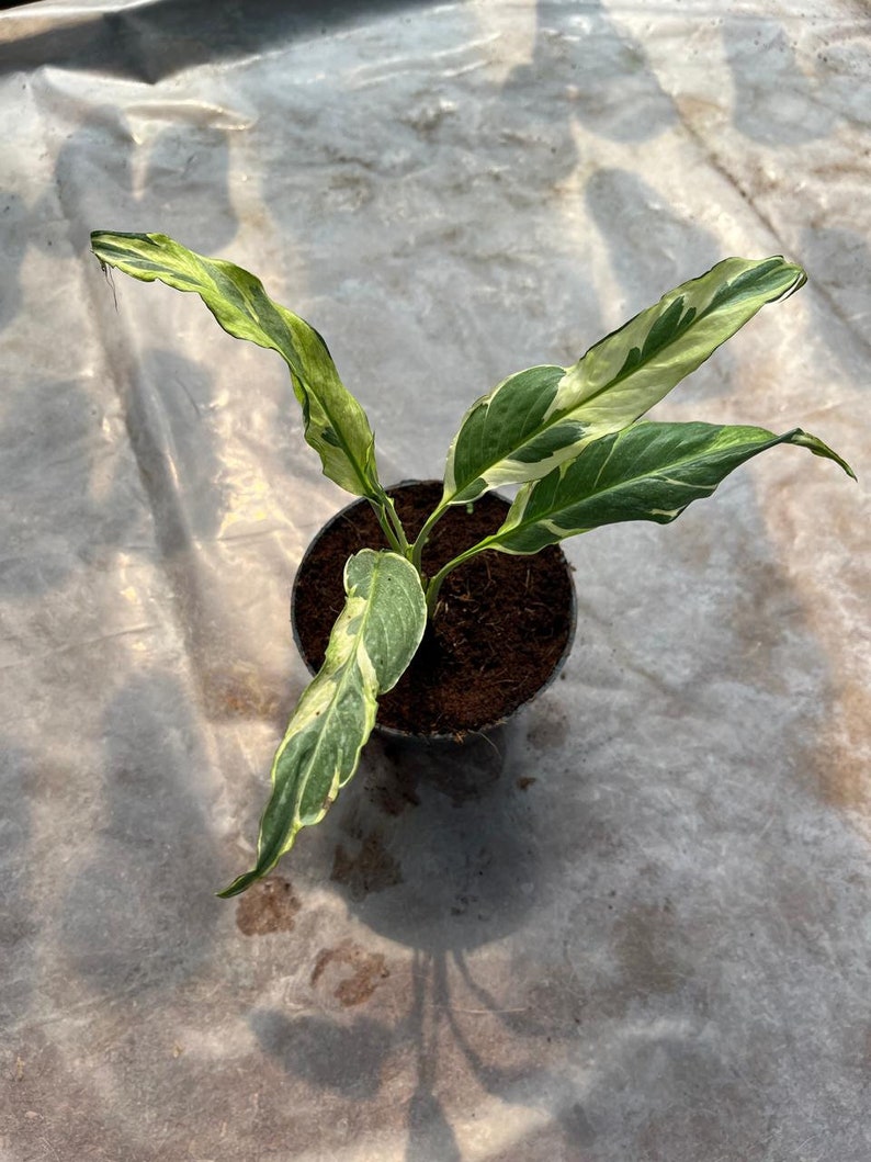 LATROPIC Spathiphyllum Peace Lily - Thumbnail 5