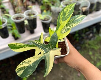 Philodendron Florida Beauty Variegated (US Seller, Philodendron Florida Beauty Variegated)