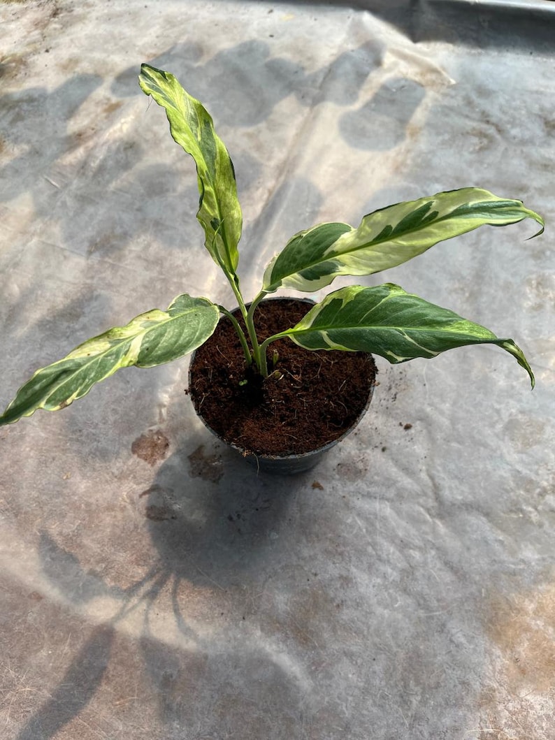 LATROPIC Spathiphyllum Peace Lily - Thumbnail 2