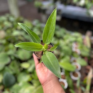 Philodendron Martianum (US Seller Philodendron Martianum 2-3 Leaves) NOT Starter Plant