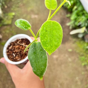 Hoya Eriostema, Rooted Cutting (US Seller Hoya Eriostema)