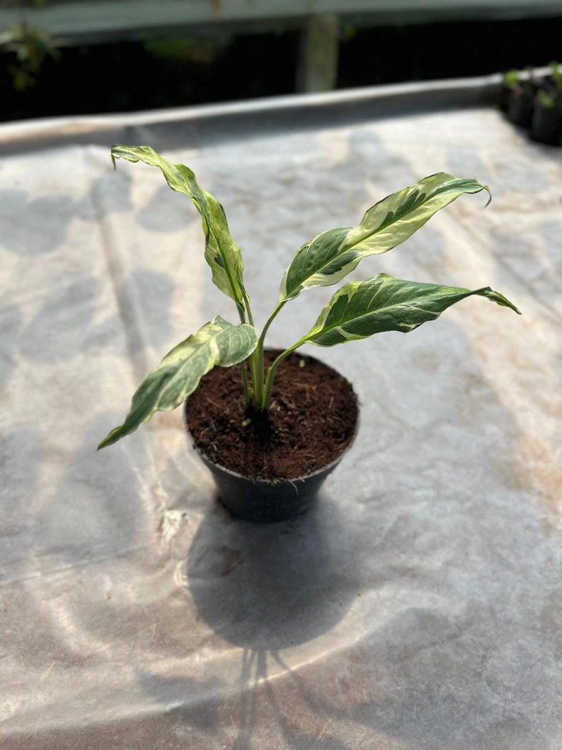 LATROPIC Spathiphyllum Peace Lily - Thumbnail 3