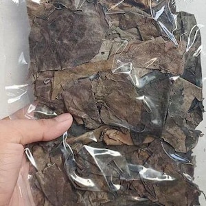 Wholesale 3.5lbs Betel Leaf, Paan, Piper Betle, Shipped in 10 days