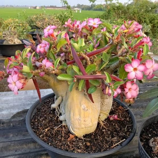 Rare Adenium Arabicum Godji (US Seller, Rare Adenium Arabicum Godji)