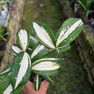 Variegated Dracaena - Etsy