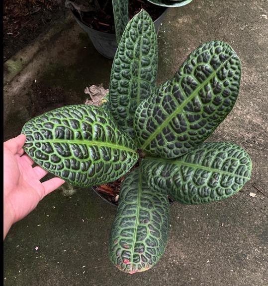 Labisia Turtle (US Seller Labisia Turtle 2-3 Leaves)