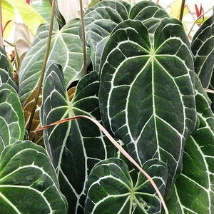 MEDIUM SIZE, Anthurium Crystallinum (US Seller Anthurium Crystallinum 2-3 Leaves)
