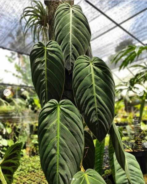 Philodendron Gigas (US Seller Philodendron Gigas 2-3 Leaves) - Etsy