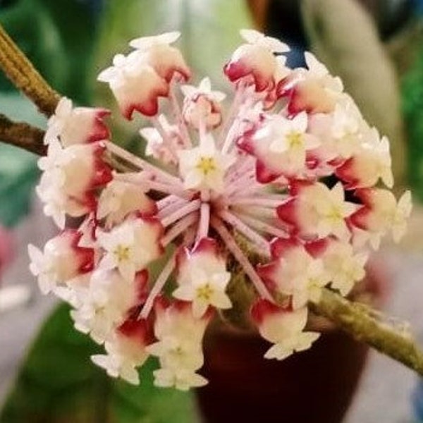 Hoya Clemensiorum Sp Borneo (US Seller Hoya Clemensiorum Sp Borneo 1-2 Leaves)