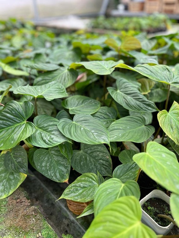 elephant ears plant Alocasia Yellow Stem, Elephant Ears, Live Tropical Plant