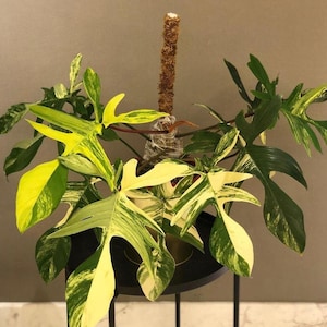 MEDIUM SIZE, Philodendron Florida Beauty Variegated (US Seller, Philodendron Florida Beauty Variegated)