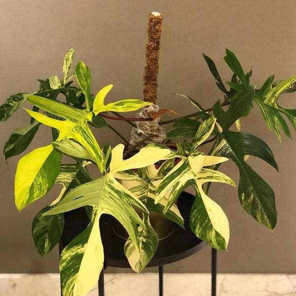 Tamaño mediano, Philodendron Florida Beauty variegado (vendedor estadounidense, Philodendron Florida Beauty variegado de 2 a 4 hojas)