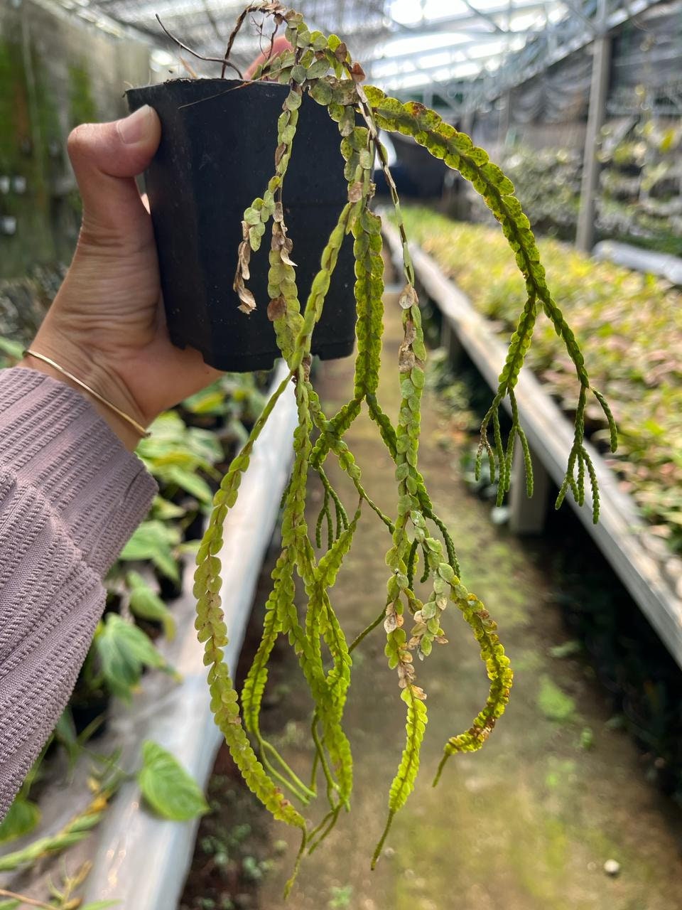 Huperzia Nummulariifolia (US Seller Huperzia Nummulariifolia, Whole Plant)