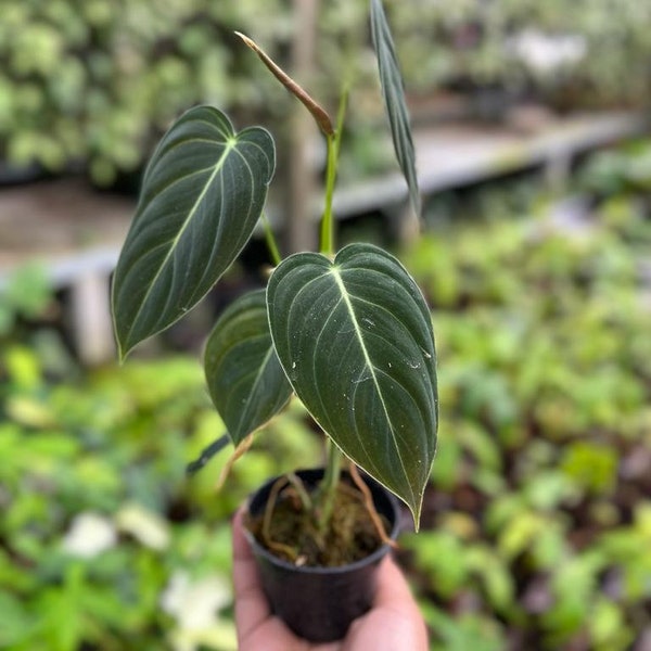 Philodendron Melanochrysum (US Seller Philodendron Melanochrysum 1-2 Leaves)