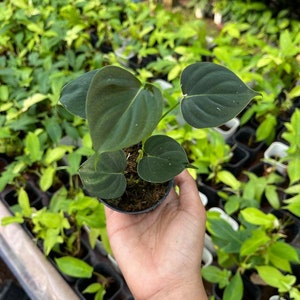 philodendron scandens plant Philodendron scandens ssp. oxycardium 'Frilly Philly' main image 1