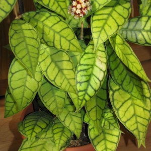 Hoya Callistophylla, Rooted Cutting (US Seller Hoya Callistophylla 1-3 Leaves)
