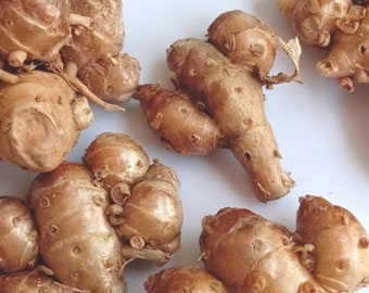 Kaempferia Galanga, Aromatic Ginger, Non GMO, US Seller