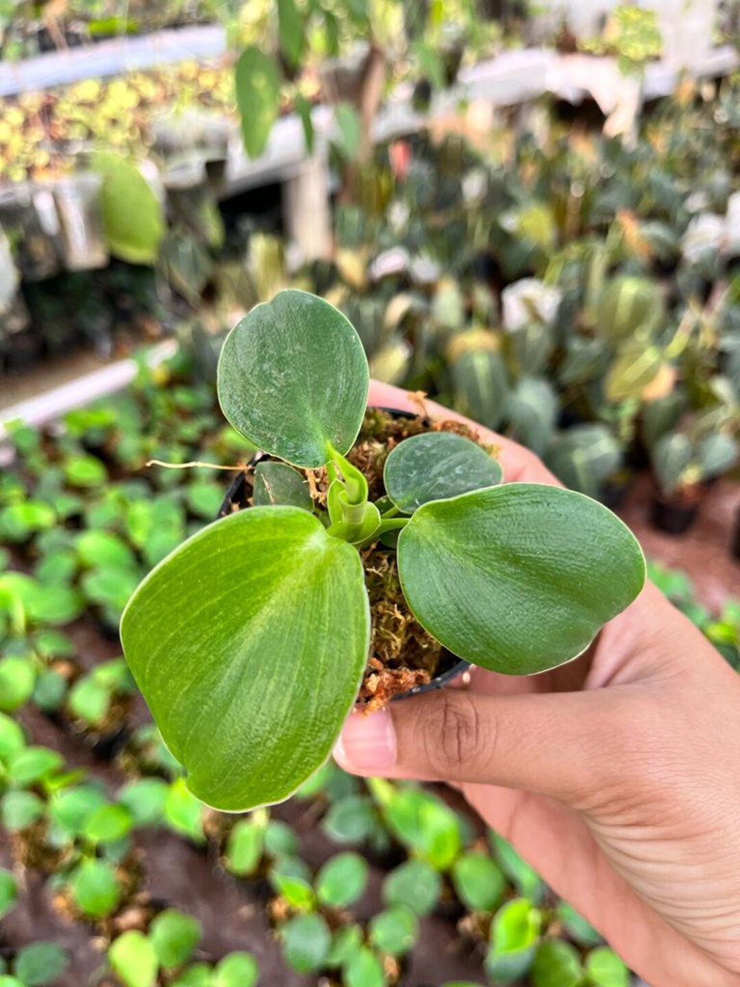 Philodendron Rugosum US Seller Philodendron Rugosum 2-3 Leaves - Etsy