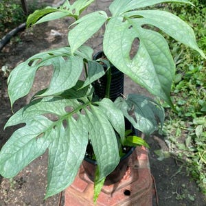Monstera Spiderman / Amydrium Silver Fenestrate Leaves (US Seller Monstera Amydrium Silver 2-3 Leaves) NOT Starter Plant