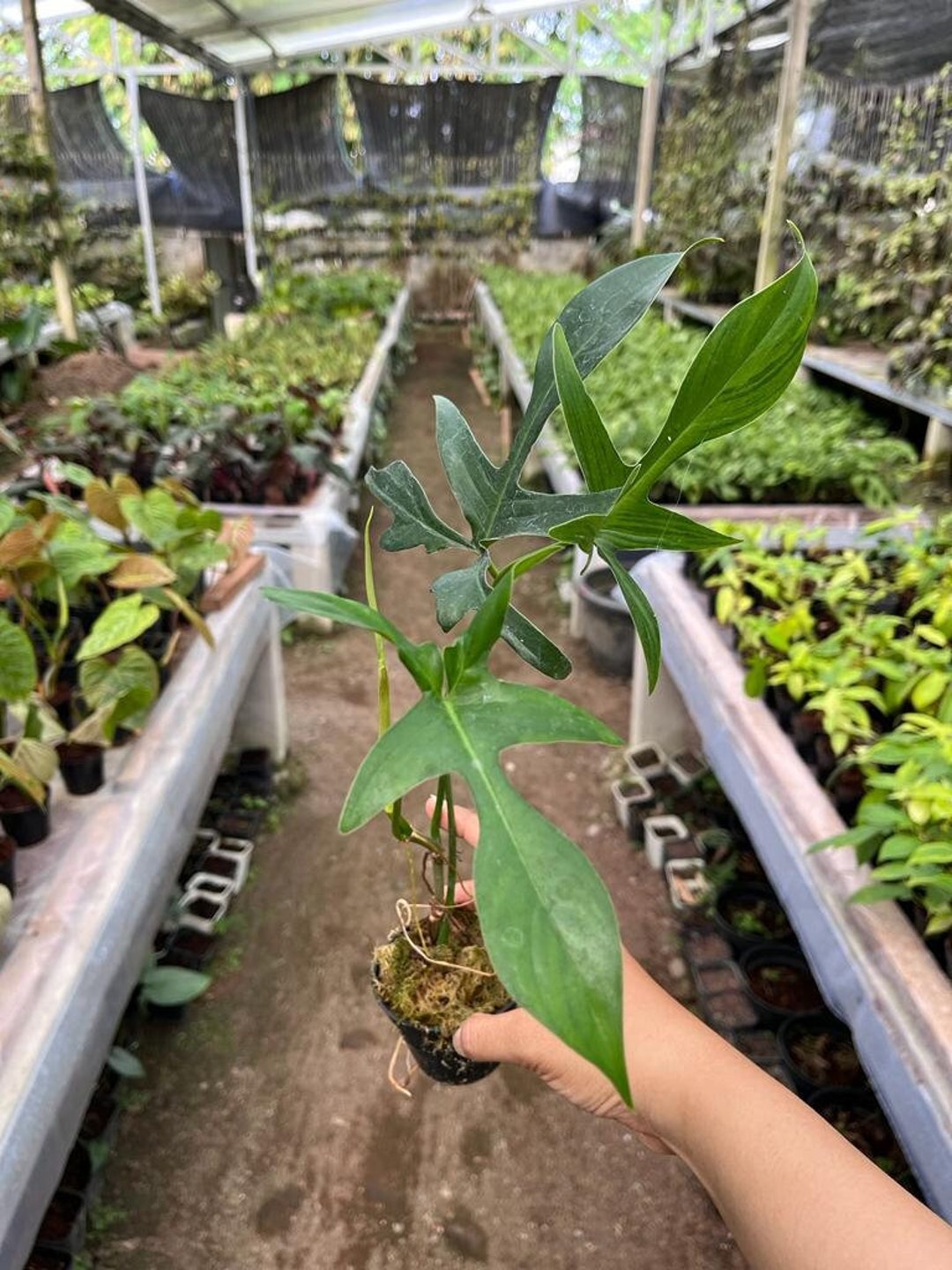 Philodendron Gladhands US Seller Philodendron Gladhands Etsy