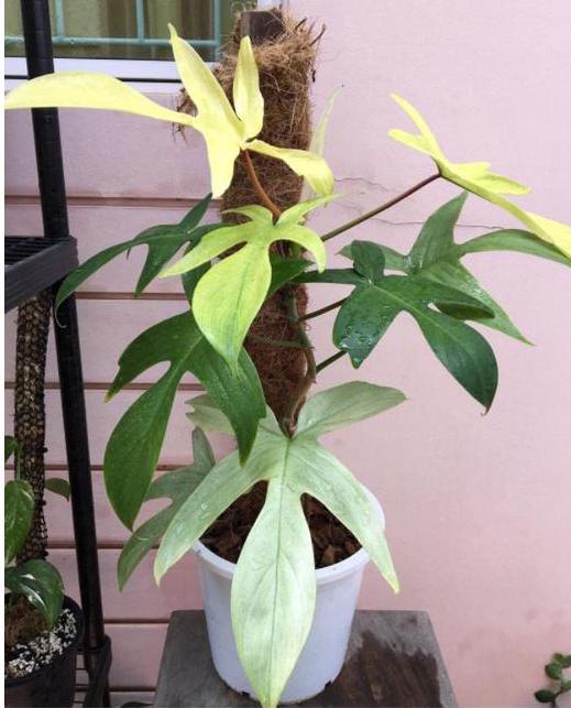 Philodendron Florida Ghost (US Seller Philodendron Florida Ghost 2-3  Leaves) NOT Starter Plant - Etsy