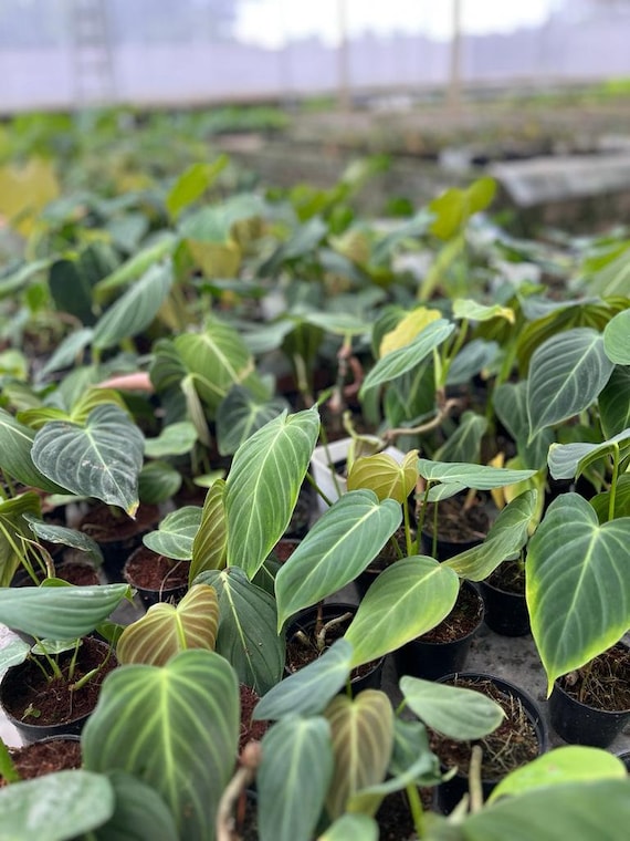 Wholesale Philodendron Splendid, 2-3 Leaves, 10 Days Preorder, US Seller -  Etsy