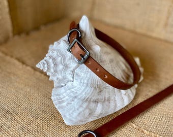 May include: A brown leather dog collar with a silver buckle and D-ring. The collar is lying on a white seashell.