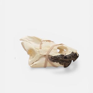 Snapping Turtle Skull