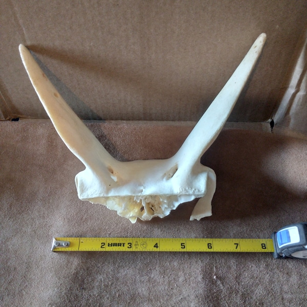 Pronghorn Antelope Skull (Craft)