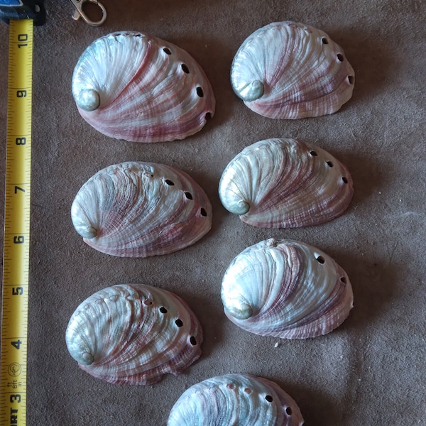 Pink Abalone Shells