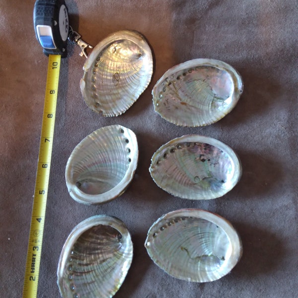 Green Abalone Shells