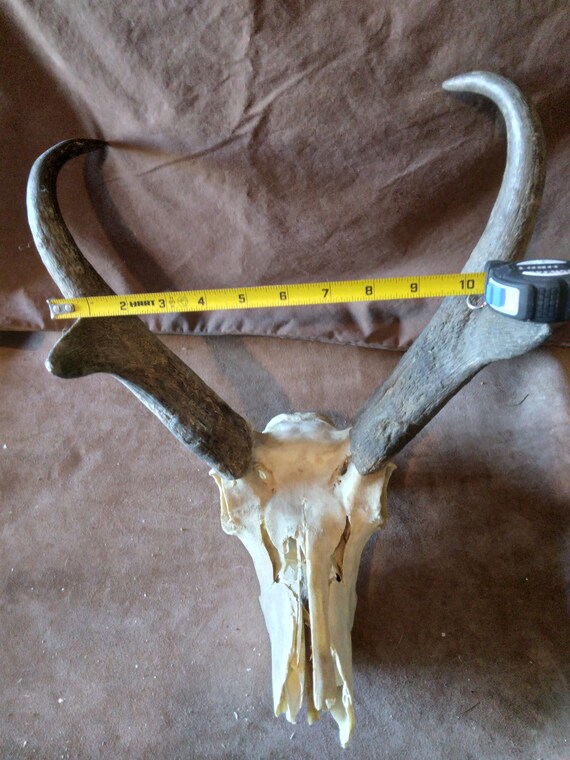 Craft Pronghorn Antelope Skull Etsy