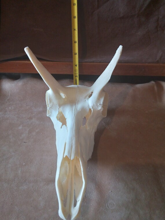 Pronghorn Antelope Skull craft | Etsy