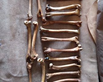 2 Nature Cleaned Coyote Femur(Leg Bones)