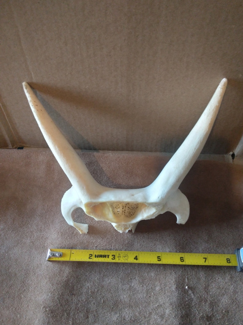 Pronghorn Antelope Skull craft - Etsy
