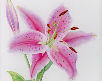 Stargazer Lily / Original Watercolor Painting / Botanical Illustration / Wall Art / 9"x 12"