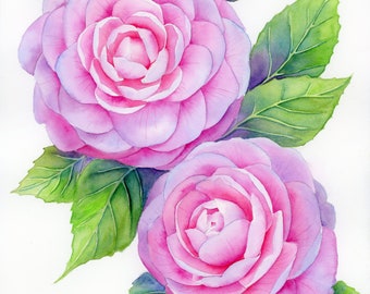 Original Watercolor Painting. Pink Camellia  ‘Tim’s Garden” 11x14 Camelia Botanical Watercolor Original Art Watercolor Roses