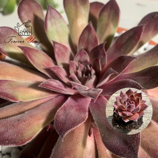 Sempervivum ‘Neptune’/Silver Suede | Hens and Chicks | Cold Tolerant Succulent