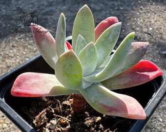 Dudleya Caespitosa | Coast Dudleya | Sand Dollar Plant