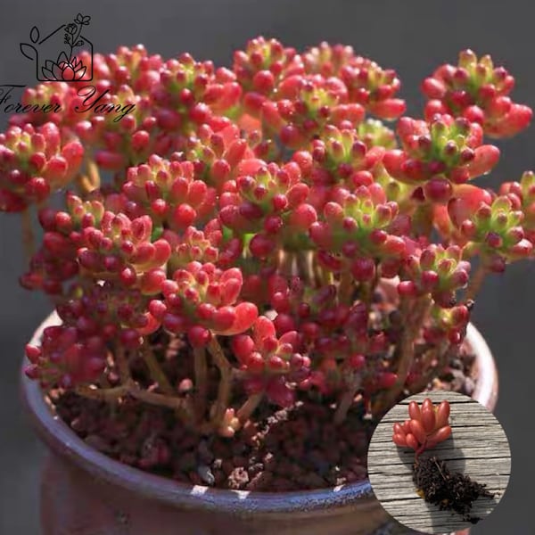 x1 Well Rooted Succulent Sedum Rubrotinctum Leaf Cutting | Jelly Beans Plant