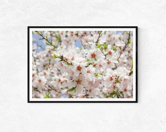 Mandelbaum in Blüte mit weißen Blumen | Fotodruck | Wandbild | Wohndekor | Poster | Heiliges Land Geschenke | Naturfotografie