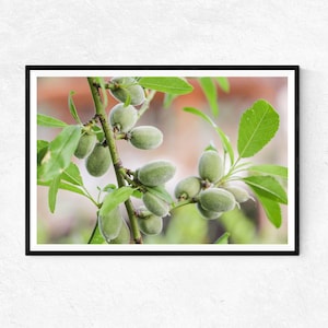 Green Springtime Almond Tree in Jerusalem | Photo Print | Wall Art | Home Decor | Poster | Holy Land Gifts | Nature Photography