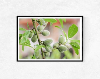 Grüner Mandelbaum im Frühling in Jerusalem | Fotodruck | Wandbild | Wohndekor | Poster | Heiliges Land Geschenke | Naturfotografie