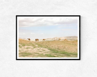 Kamelen in der Westjordan-Wüste | Fotodruck | Wandbild | Wohndekor | Poster | Heiliges Land Geschenke | Natur- und Tierfotografie