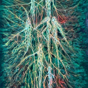 Roots