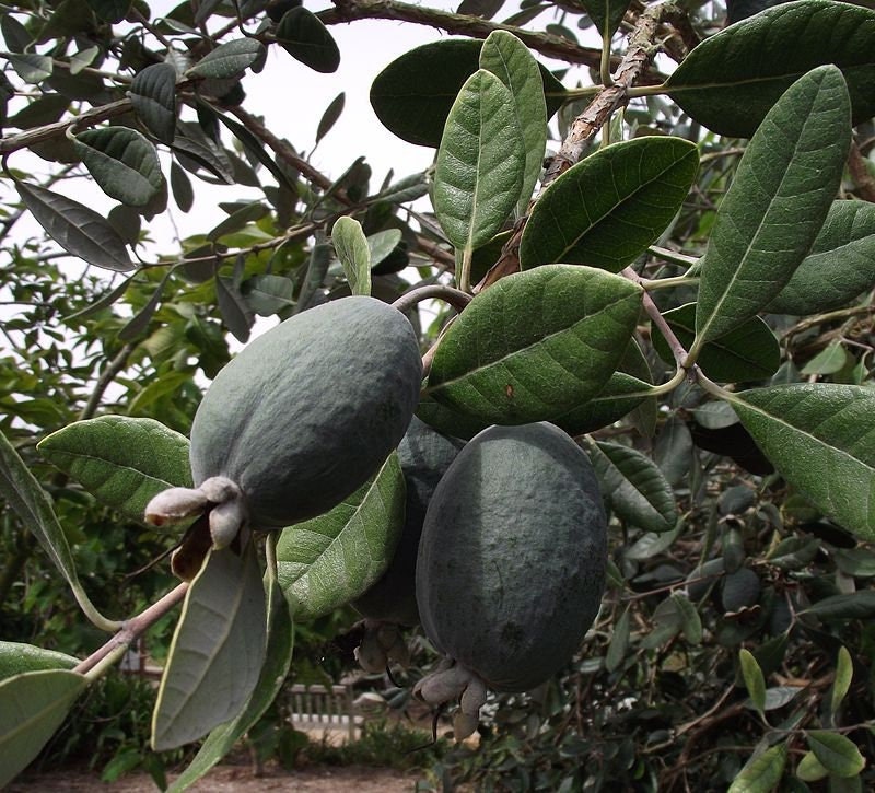 Graines de Feijoa - Acca Sellowiana