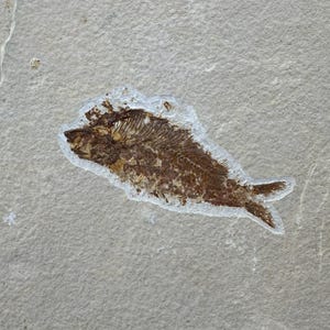 Knightia Fish Fossil: Wyoming Fossil Lake Specimen, Collector Gift